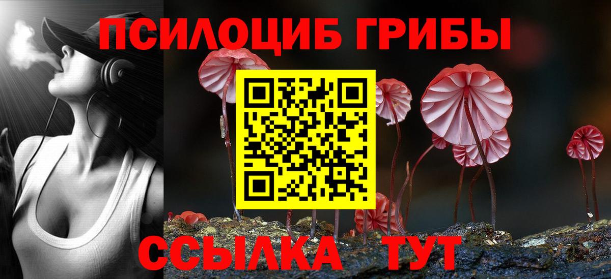 Псилоцибиновые грибы Psilocybe  закладка  Новый Уренгой  Вход с VPN  Псилоцибиновые грибы Psilocybe 